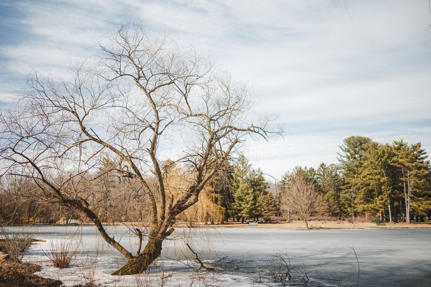 A bare tree stands by a partially frozen lake, surrounded by other trees under a cloudy sky.