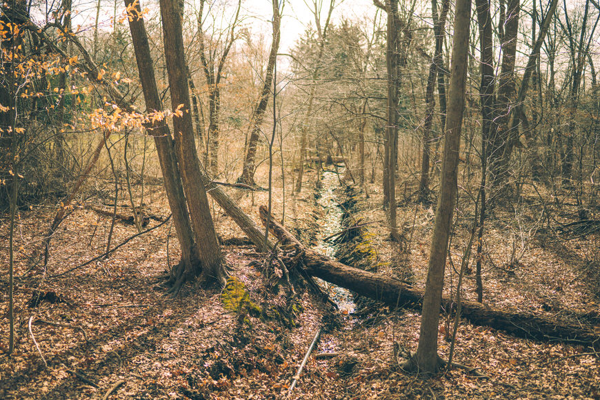 A narrow stream flows through a forest with bare trees and fallen leaves covering the ground.