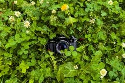 A Canon AE-1 camera lies in the green grass among white clover flowers and a single yellow dandelion.