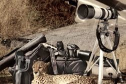 A cheetah lies on the ground surrounded by professional camera equipment, including cameras, lenses, tripods, and bags, with the remains of a plane in the background.
