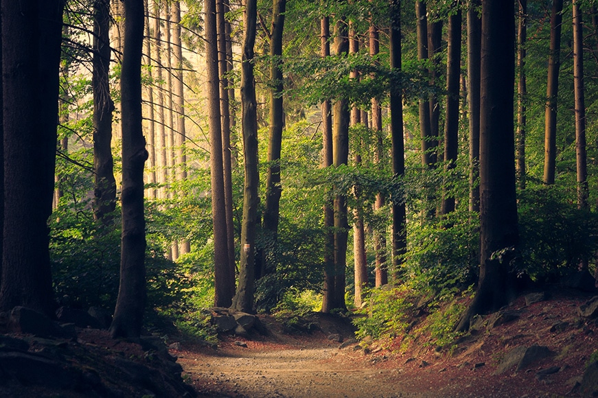 forest with trees in foreground