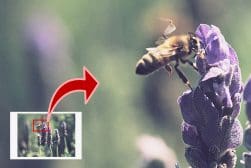 Close-up of a bee collecting nectar from a lavender flower, with an inset showing the same scene zoomed out.