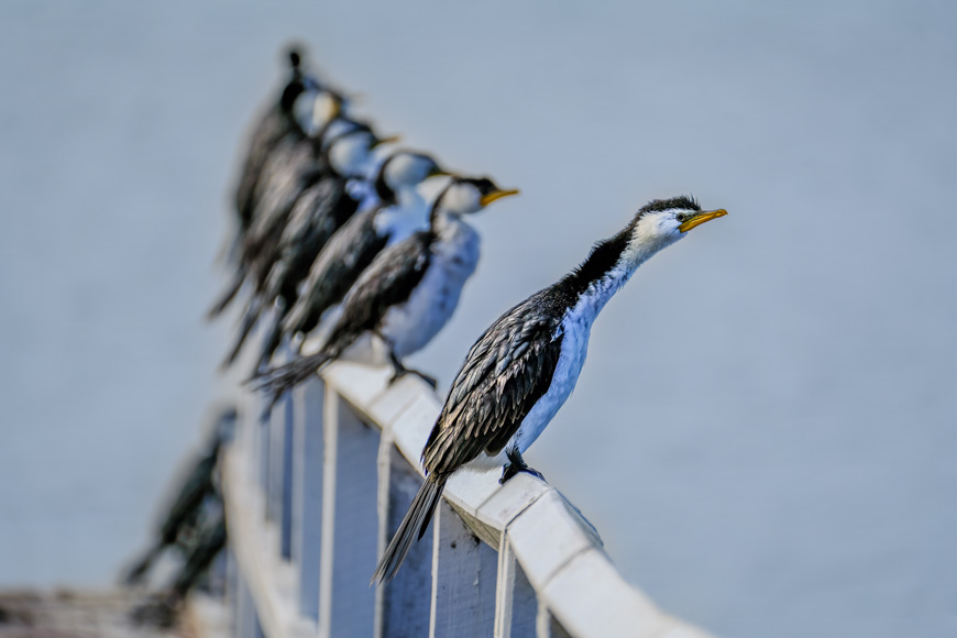 A group of birds perched in a line on a wooden railing, with one bird prominently in focus, looking to the side.