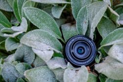 Camera lens nestled among fuzzy green leaves.