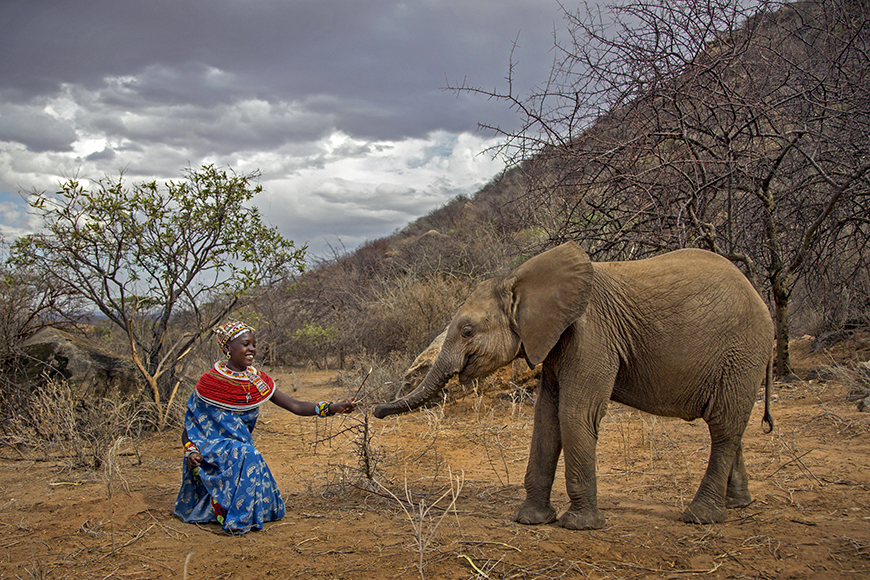 Person in traditional attire feeding a small elephant in a dry, hilly landscape with overcast skies.
