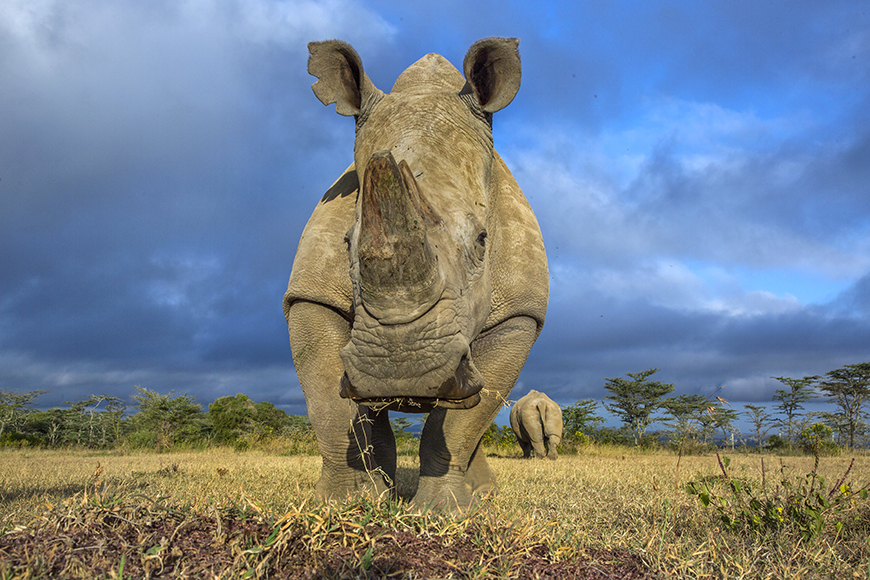 Close-up of a rhinoceros standing on grassland, with another rhino in the background under a cloudy sky.