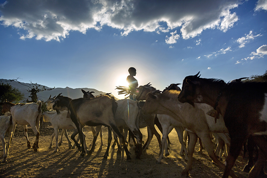 Silhouette of a person herding goats at sunset, with the sun creating a halo effect. Dust rises from the ground as the herd moves under a partly cloudy sky.