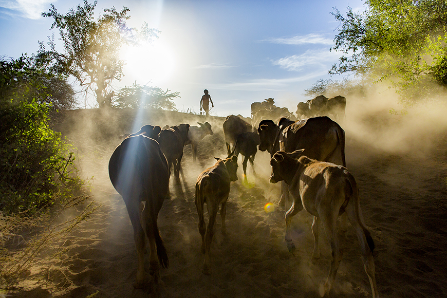 A herd of cows walks along a dusty path under bright sunlight, with a person leading them in the distance among trees.