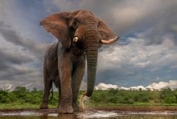 An african elephant stands in a shallow water body under a cloudy sky, with lush greenery in the background.