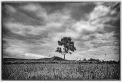 A solitary tree stands in the middle of a grassy field under a cloudy sky. The image is in black and white.