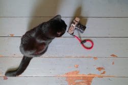 A black cat sits on a rustic wooden floor next to a vintage camera with a red strap.