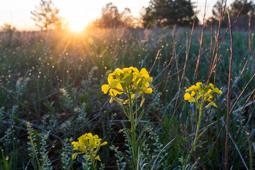 Yellow flowers in a field with dewdrops on grass, backlit by the rising sun. Trees are visible in the background.
